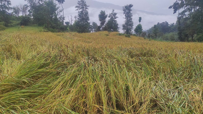 पाकेर थन्क्याउन लागिएको धानबालीमा वर्षाले क्षति गरेपछि कृषक चिन्तित