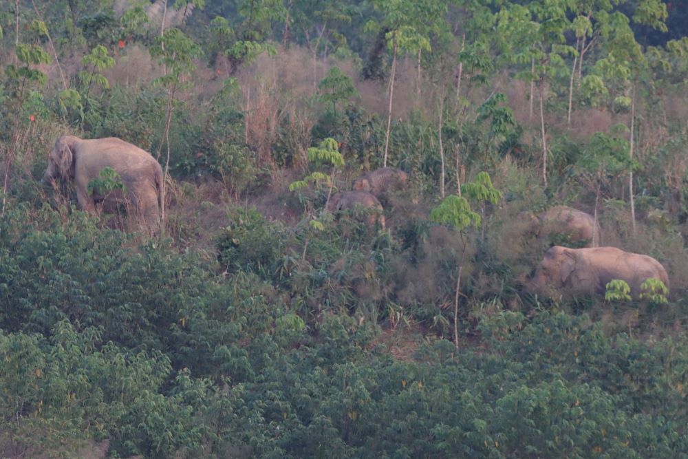 मानव-हात्ती द्वन्द्व रोक्न खोप        