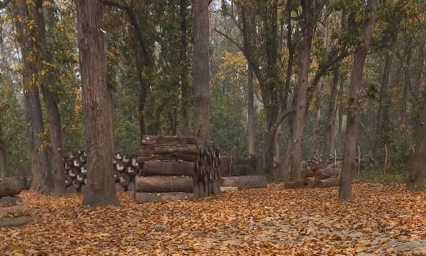 कञ्चनपुरमा डढेलोको जोखिम बढ्दो, पूर्वतयारी कमजोर   