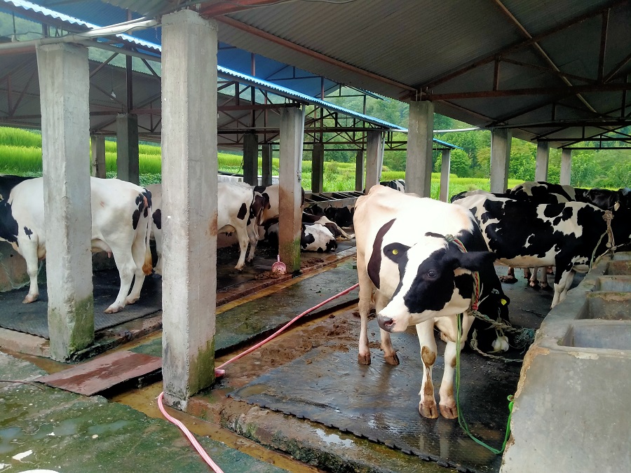 गाईपालनबाट मनग्य आम्दानी   