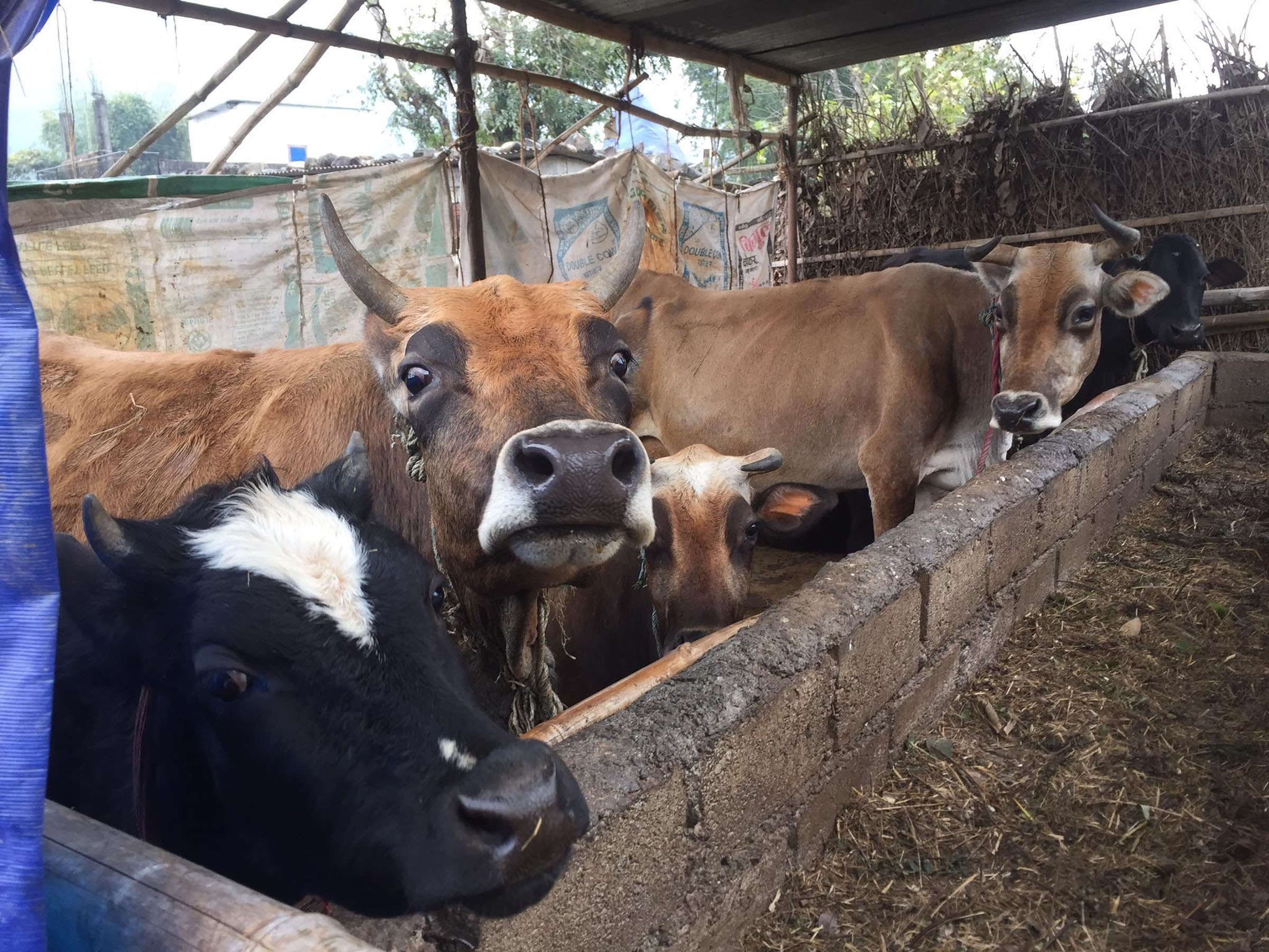 दूध उत्पादन बढाउन अनुदान   