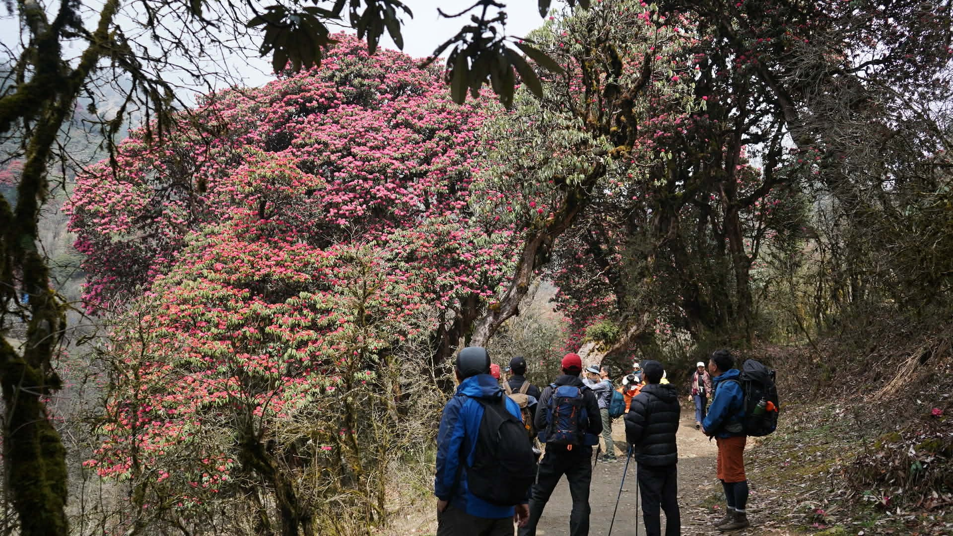 गुराँस हेर्न पर्यटक घोडेपानीमा