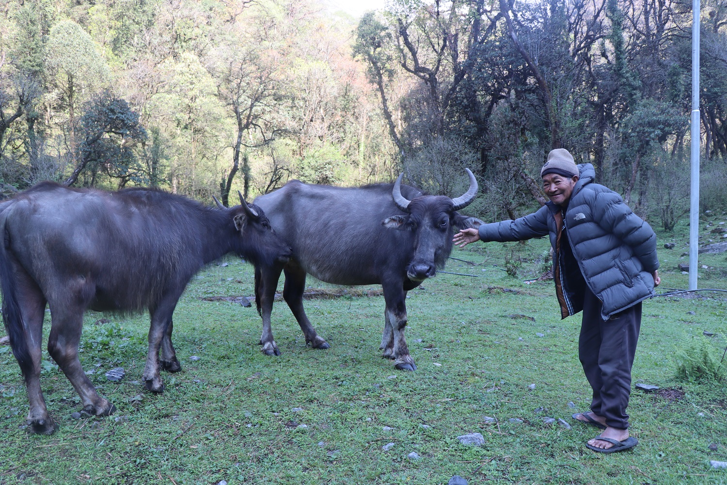 हराउन थाले घुम्ती गोठमा भैँसी पाल्ने चलन     