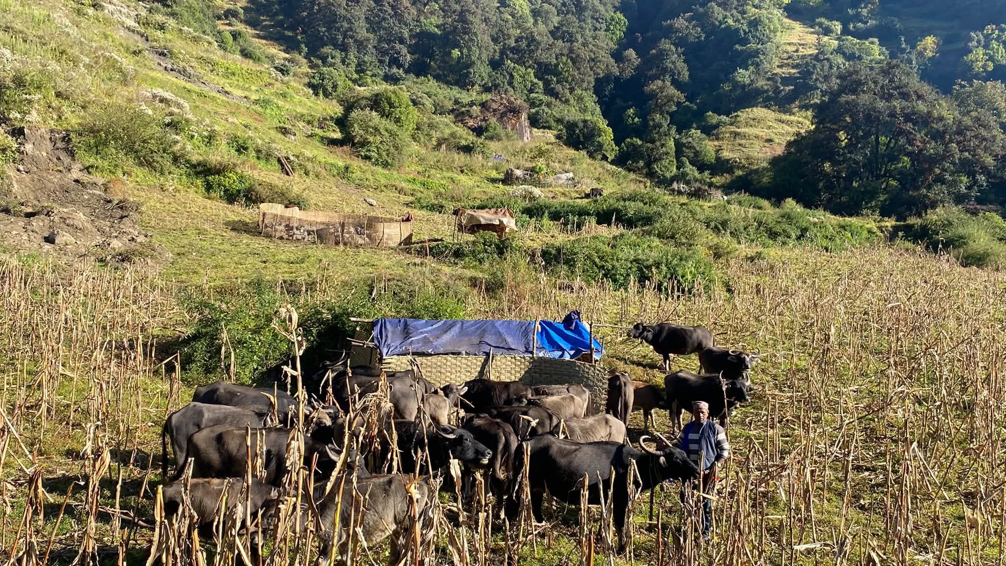 म्याग्दीका पशुगोठ बेँसी झर्न थाले   