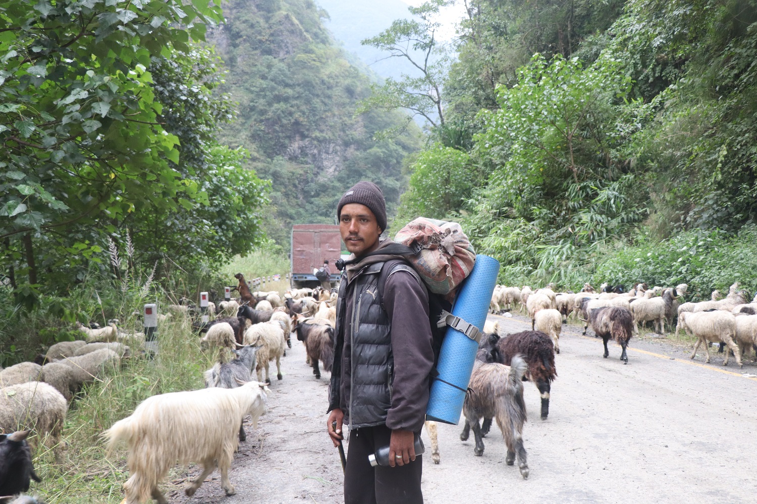 भेडाच्याङ्ग्रा बिक्री गर्न महिनौ पैदल हिँडेका किसानलाई बजारको चिन्ता   