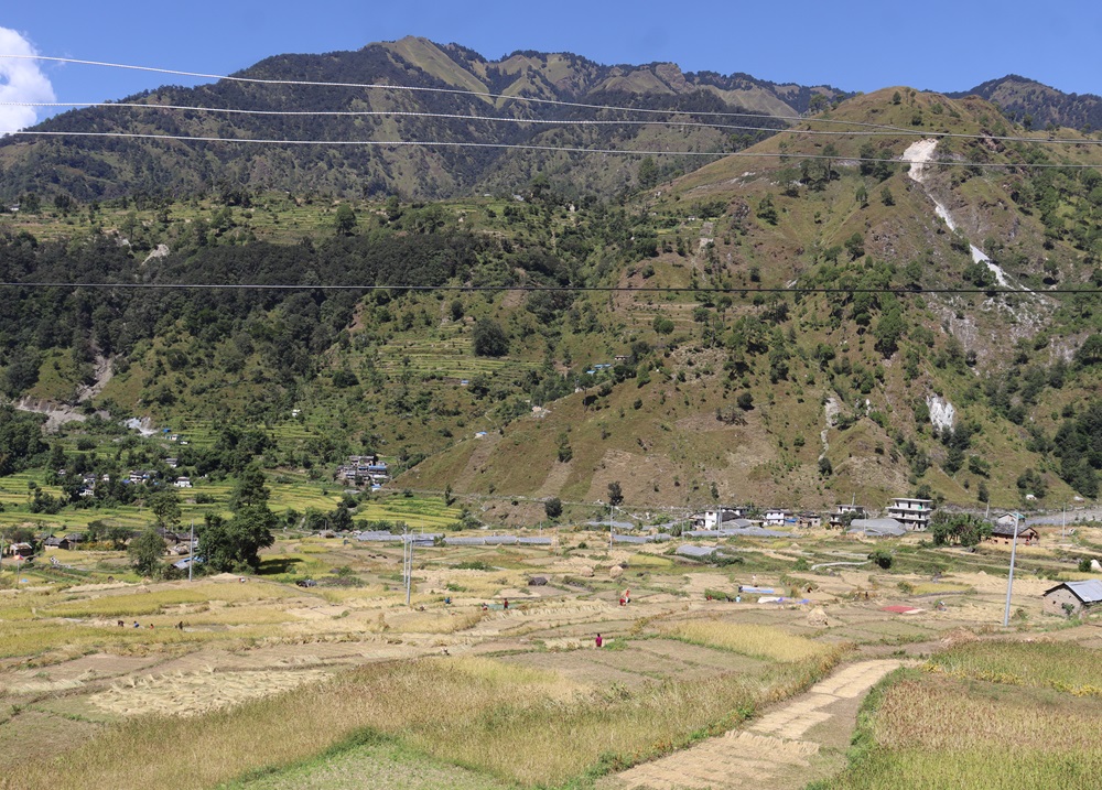 दसैँको चहलपहल बढे पनि बाजुराका किसान धान भित्र्याउन व्यस्त   