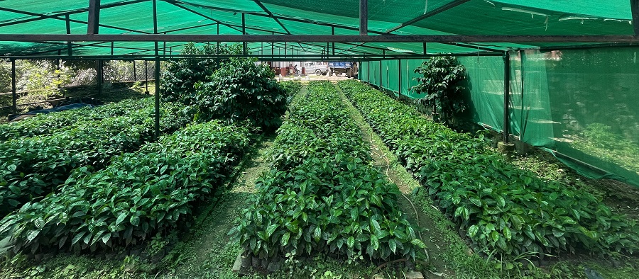 गुल्मीमा कफीको बिरुवाको माग बढ्दो