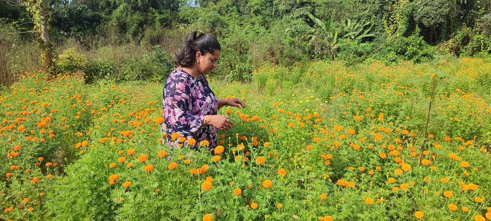 फूलको अग्रिम माग हुन थालेपछि व्यवसायी उत्साहित   