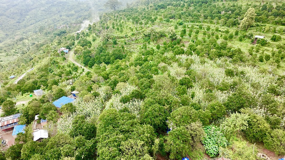 एक सय ५७ रोपनीमा सुन्तलाखेती विस्तार   