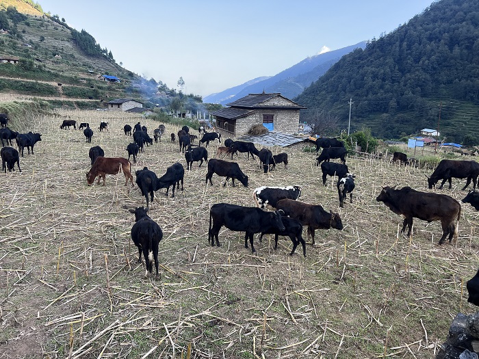 गोठाला बेँसी झरेपछि भल्कोटमा बढ्यो चहलपहल
