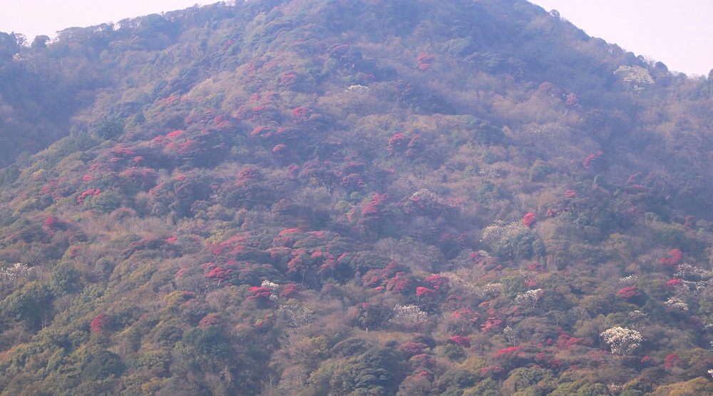 ‘मुन्दुम पदमार्ग’ क्षेत्रमा गुराँस ढकमक्क