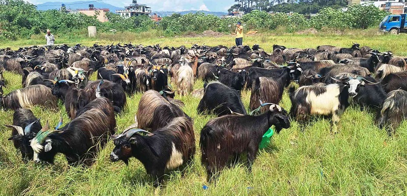 भक्तपुरमा दर्शैँका लागि च्याङ्ग्रा ल्याइयो