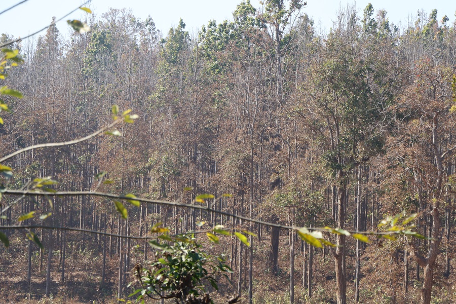 सालको रूखमा महामारी, ‘मथ’पुतलीले पात सखाप   