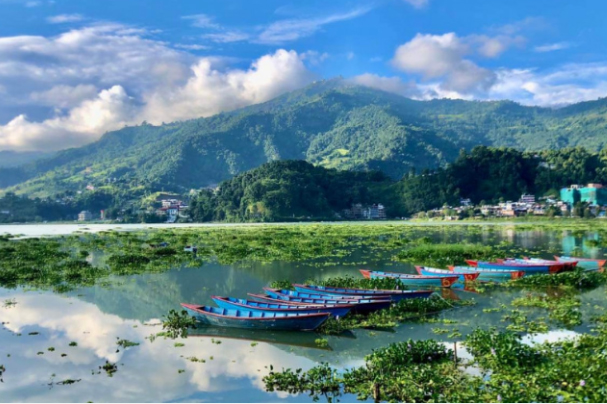 फेवातालबाट जलकुम्भी निकालियो   