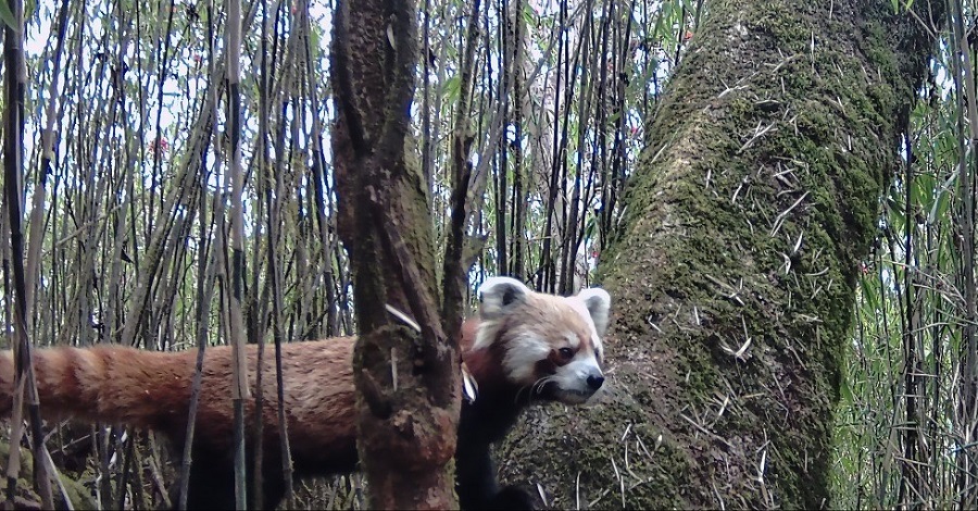 धवलागिरिका जलजला, मुना र मरेनी क्षेत्रमा थप ‘रेडपाण्डा’ भेटियो   