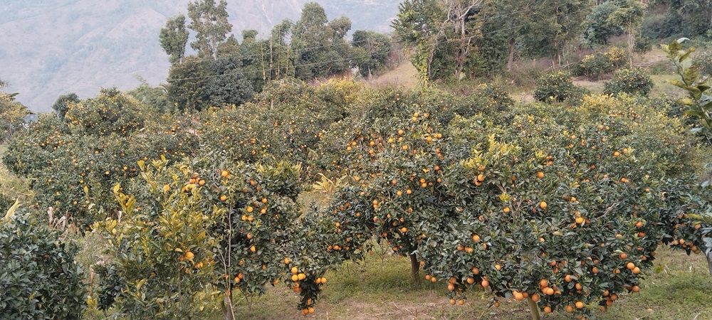 मूल्य पाइने आशामा बोटमै जुनार   