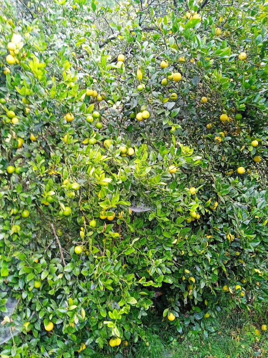 कागती बिक्री नभएपछि रस र चुक बनाइँदै     