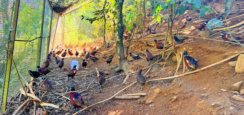 वनकुखुरा पालनमा ५० लाख लगानी   