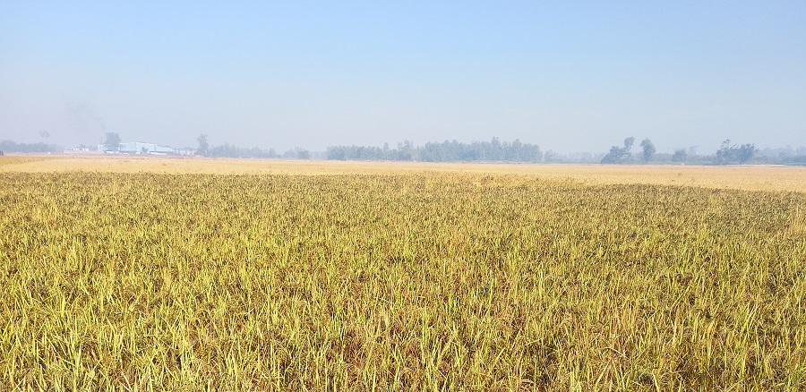 कालानमक धानको जात लोप हुँदै   