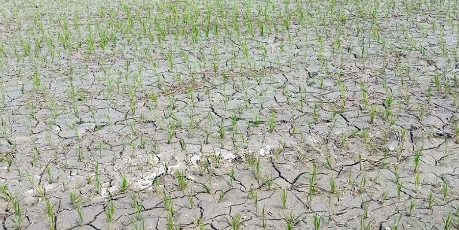 खडेरीले रोपेको धान सुक्न थाल्यो