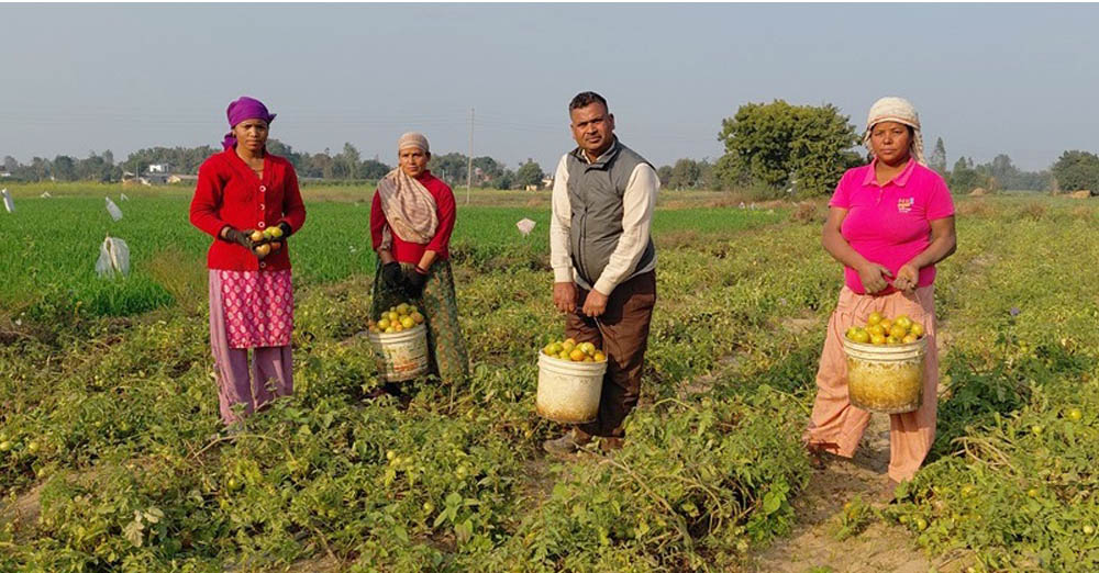तीन पुस्तादेखि टमाटरखेतीः विदेशको विकल्प बनेको छ वीरेन्द्रको टमाटर व्यवसाय   