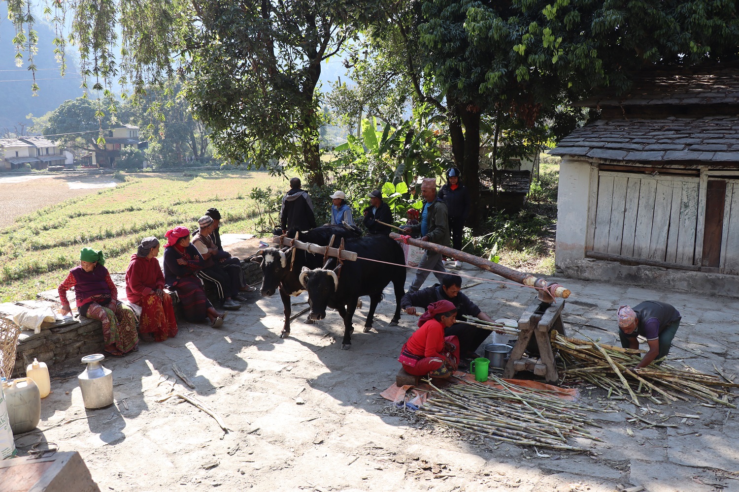 निरन्तर चल्दै छ कोलमा उखु पेल्ने चलन   