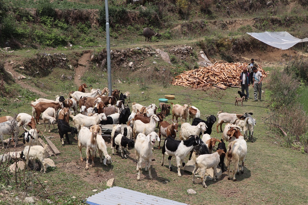 भैँसीपालन व्यवसाय छाडेर बाख्रापाल : वार्षिक लाखौँ आम्दानी लिन्छन् गौचन   