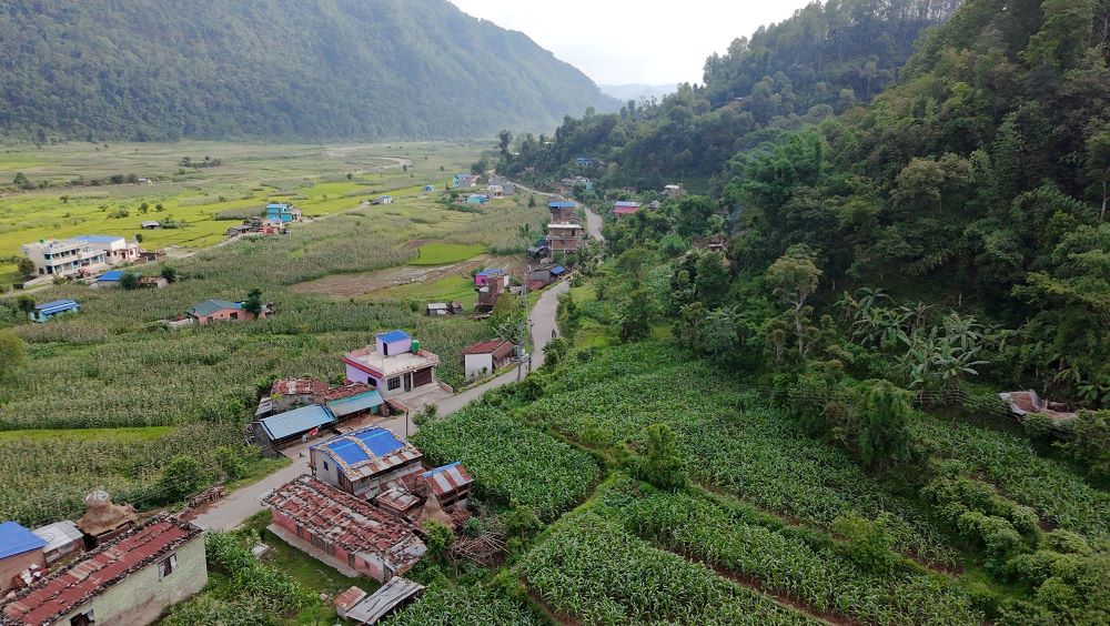 चार हजारभन्दा बढी क्षेत्रफलमा मकै बीउ प्रवर्द्धन कार्यक्रम सञ्चालन