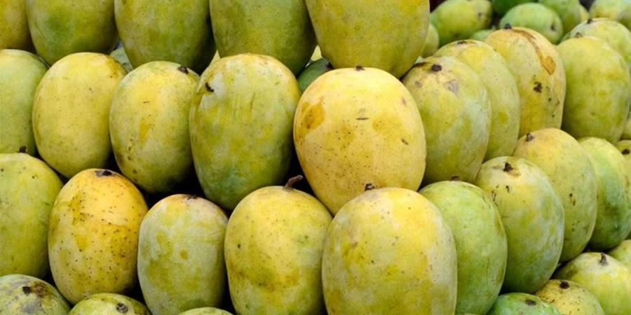 माल्दह आँप प्रतिकिलो रु.७० मात्र !