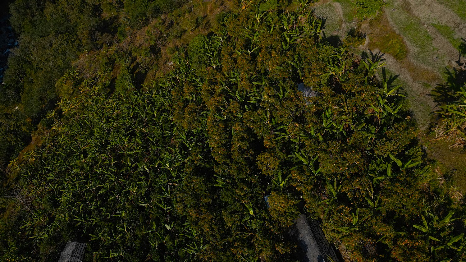 बिलाउनीको झाडी फाडेर सुन्तला बगान   