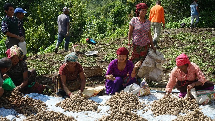 म्याग्दीमा ३५ हजार मेट्रिक टन आलु उत्पादन   