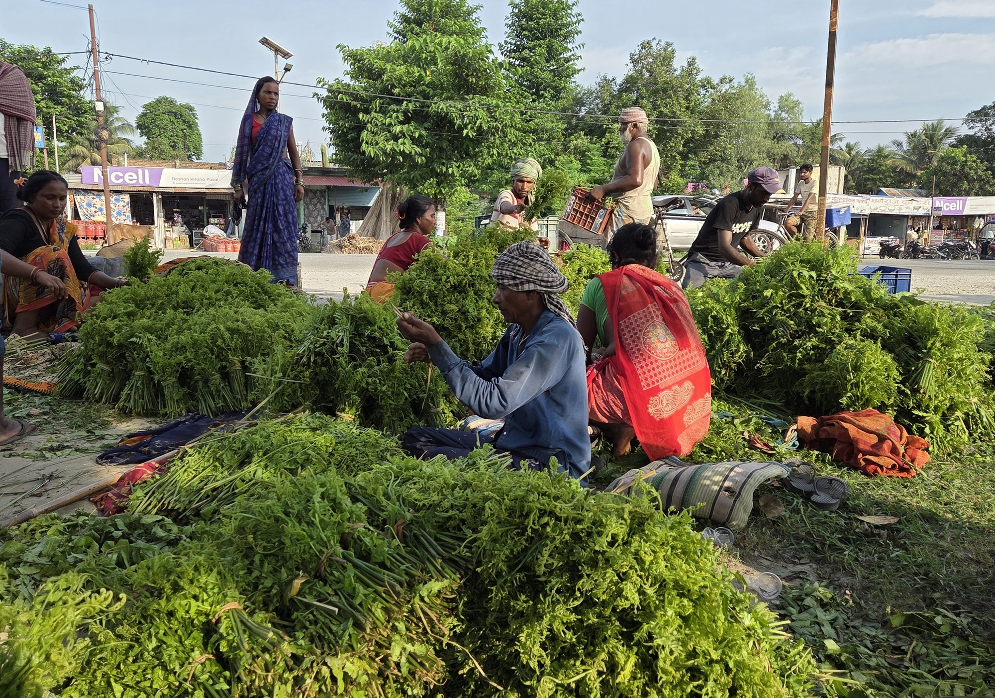 कोशीटप्पुको निगुरो काठमाडौँको कालीमाटी पुग्छ   