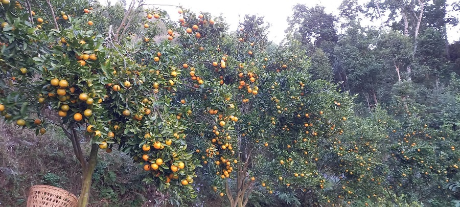 स्याङ्जामा यस वर्ष १ अर्ब ३२ करोडको सुन्तला उत्पादन   
