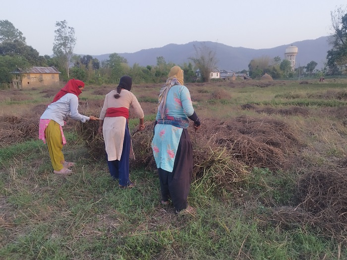 बर्सिम घाँसको बीउबाट दुई लाख आम्दानी