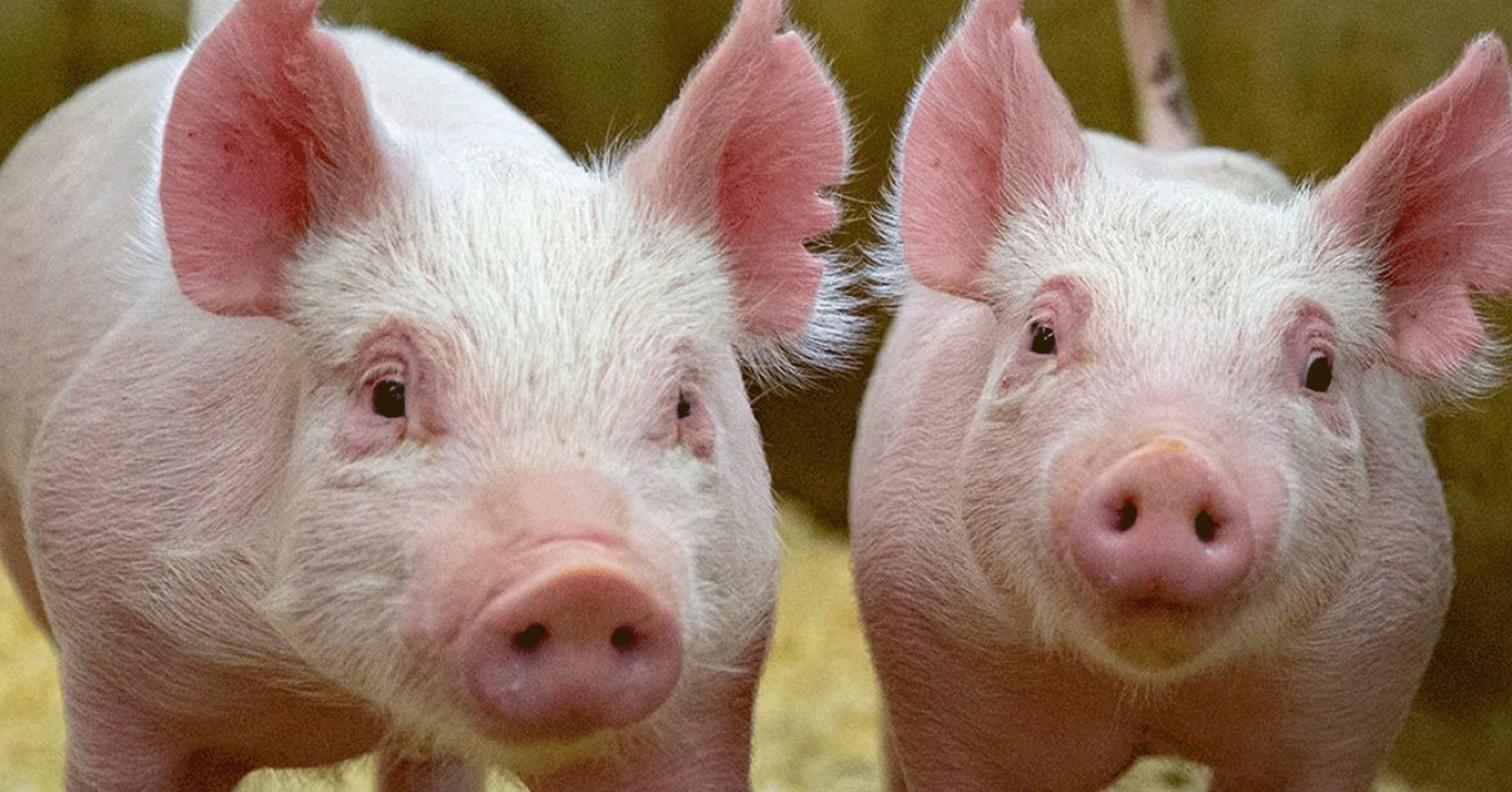 ‘अफ्रिकन स्वाइनफिभर’को जोखिम बढेपछि उच्च सतर्कता अपनाउन आग्रह    