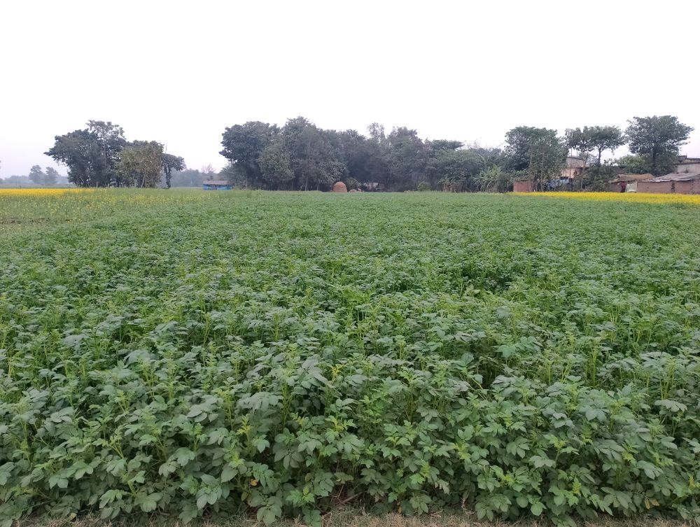 पश्चिम नवलपरासीमा आलुखेतीमा किसानको आकर्षण    