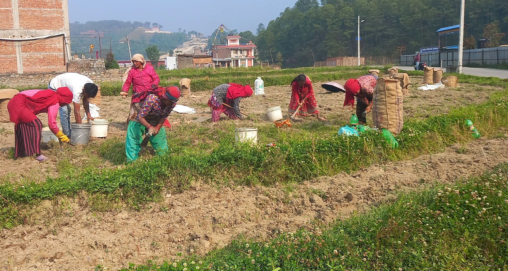 आलु उत्पादक किसान भन्छन्, ‘खनौँ भाउ छैन, नखनौँ कुहिने डर छ’   