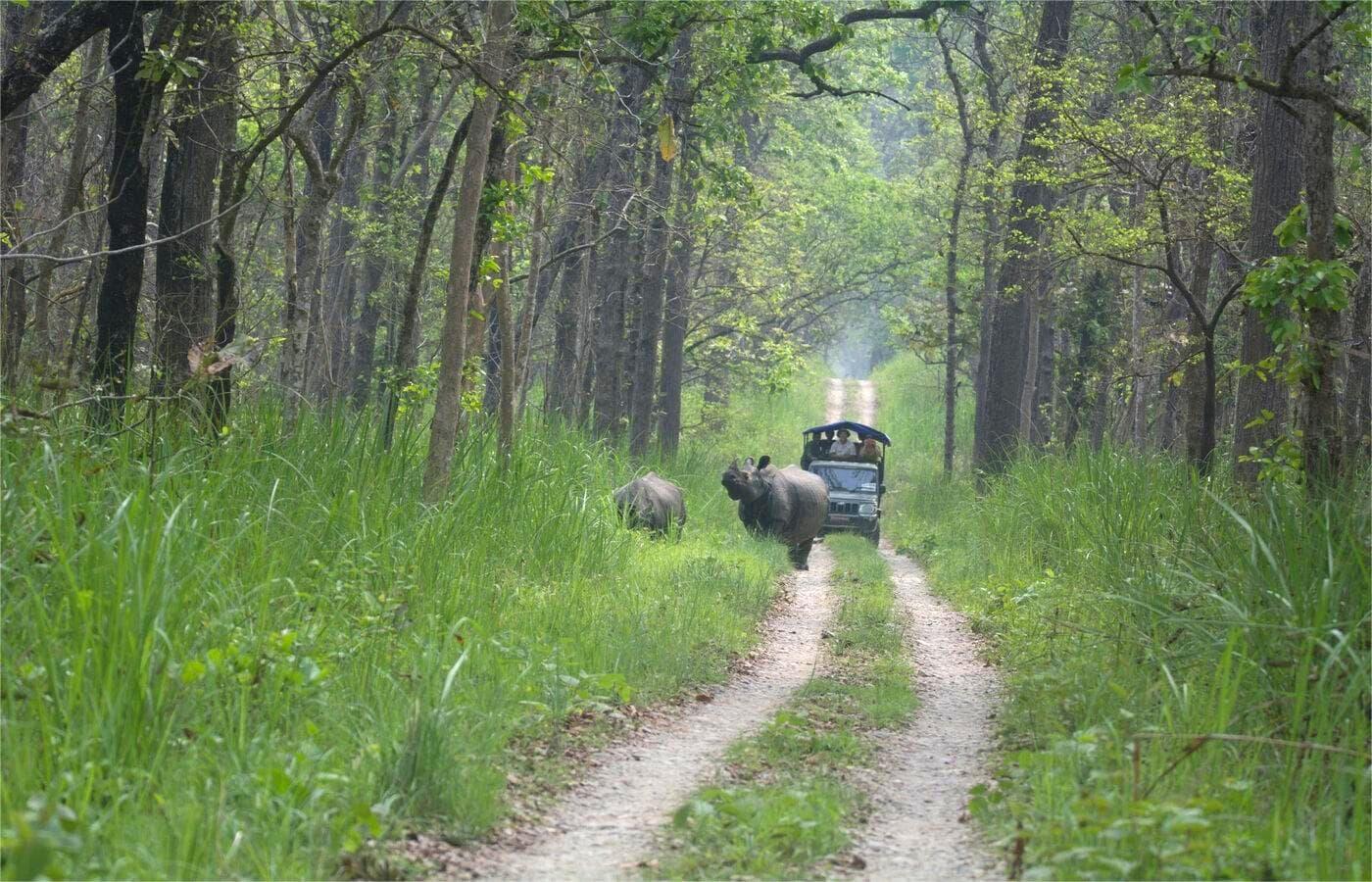 Rhinos-in-jungle-road-1786270536.jpg
