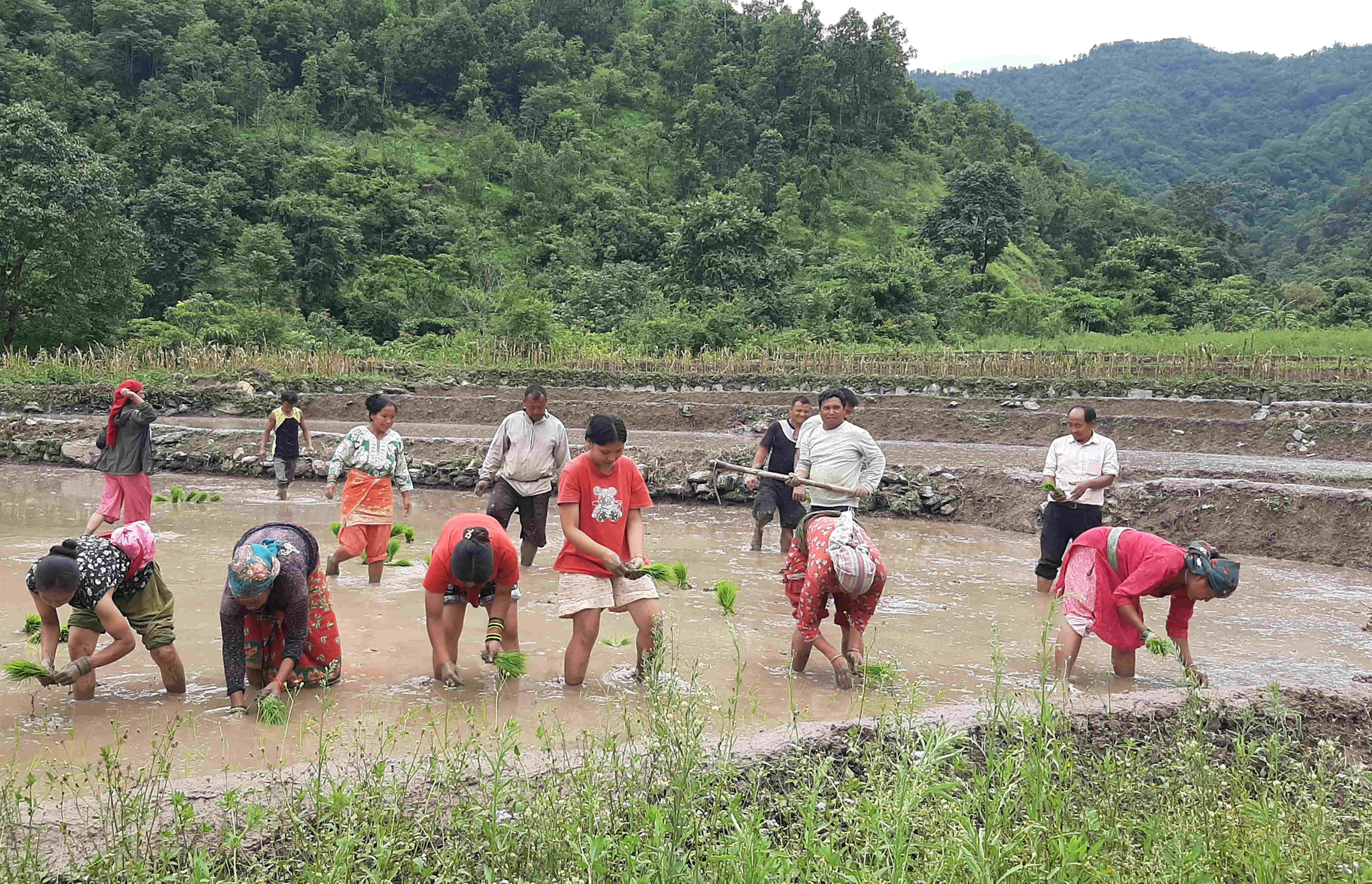 नेता कृषिकर्ममा लागेपछि बाँझो जमिन हराभरा    