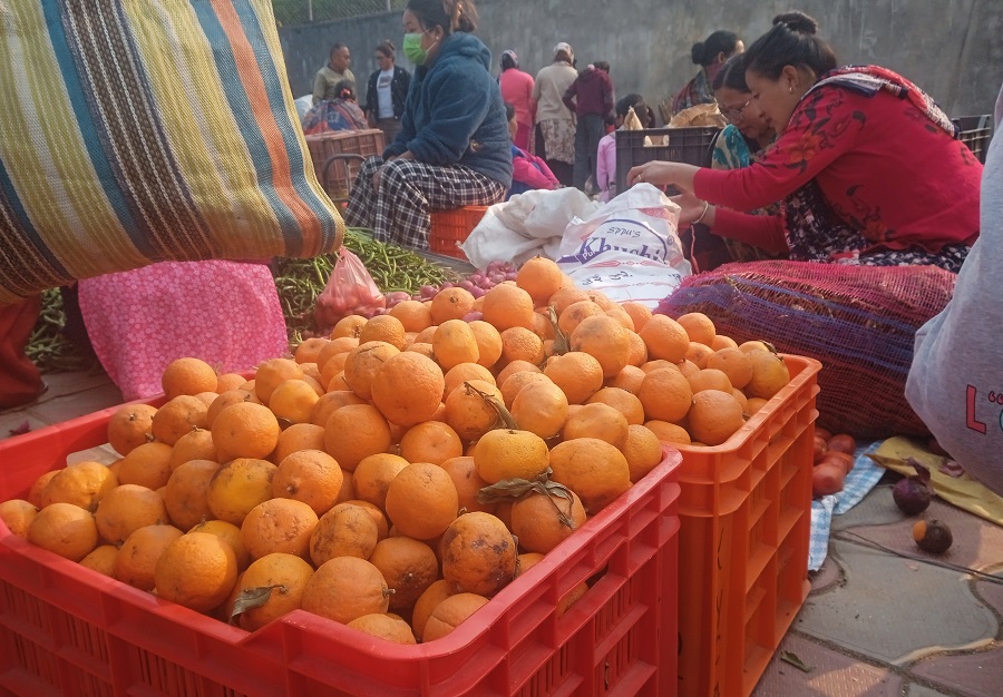 दुई महिनामै सुन्तलाले पायो तीन गुणा बढी मूल्य   