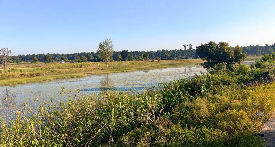 बाइस बिघाको गडबिजुला ताल पाँच बिघामा खुम्चियो   