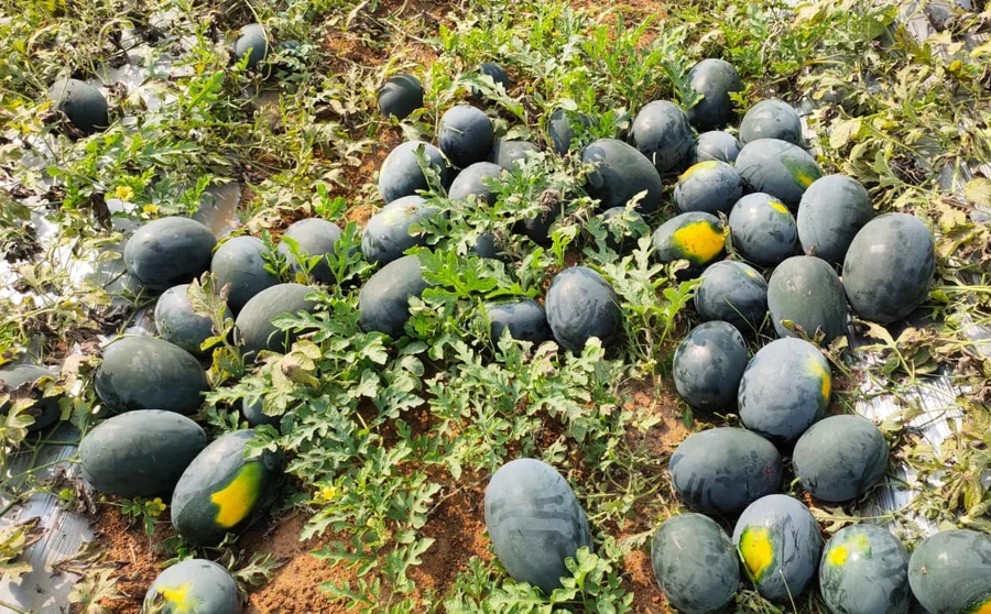 पोखरामा तरबुजाखेतीः एक याममा दुई करोडको बिक्री