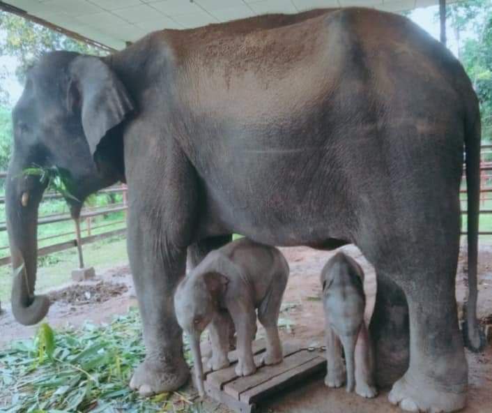 म्यान्मामा जुम्ल्याहा हात्तीको जन्म