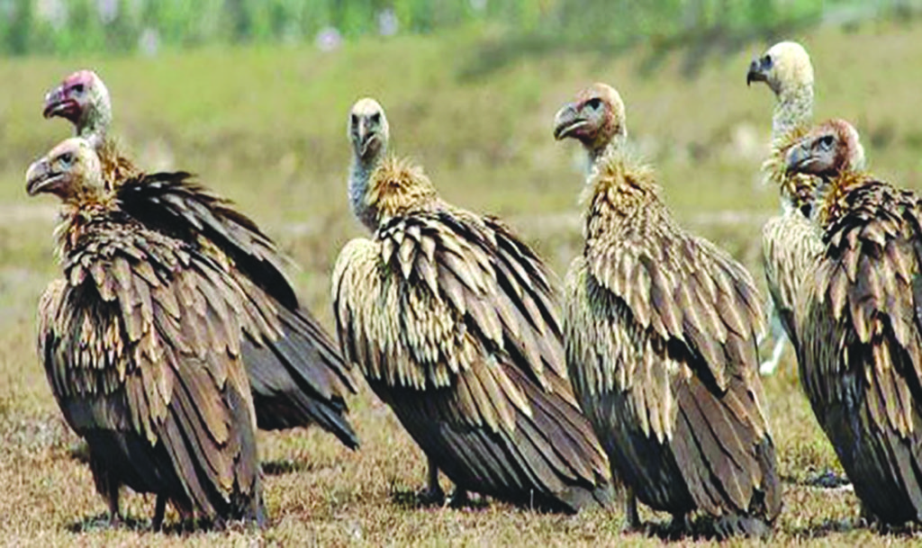 गिद्धका संख्या घट्दा हैजाका बिरामी बढे