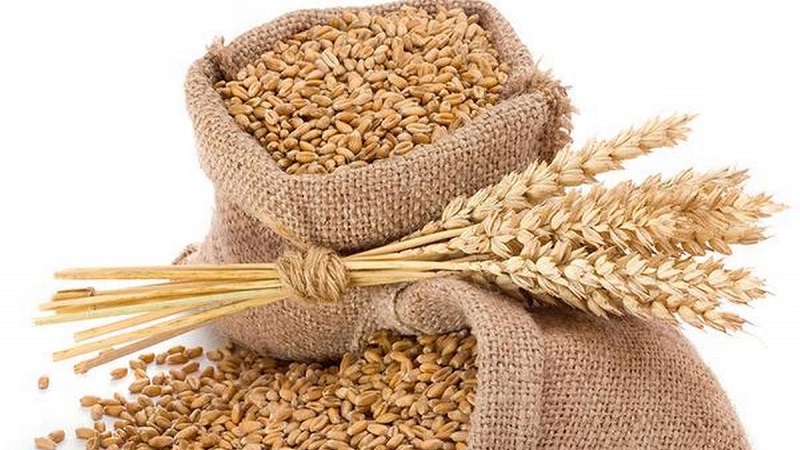 गहुँको मूल्यमा गिरावट, समर्थन मूल्य तोक्न किसानको आग्रह    