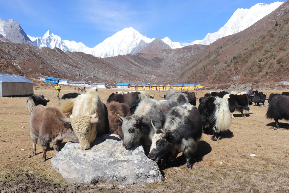 संकटमा चौंँरीपालन व्यवसाय        