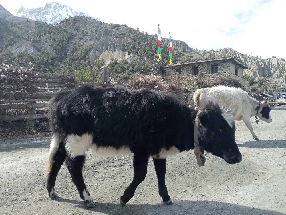 Yak_pasu1689838304.jpg