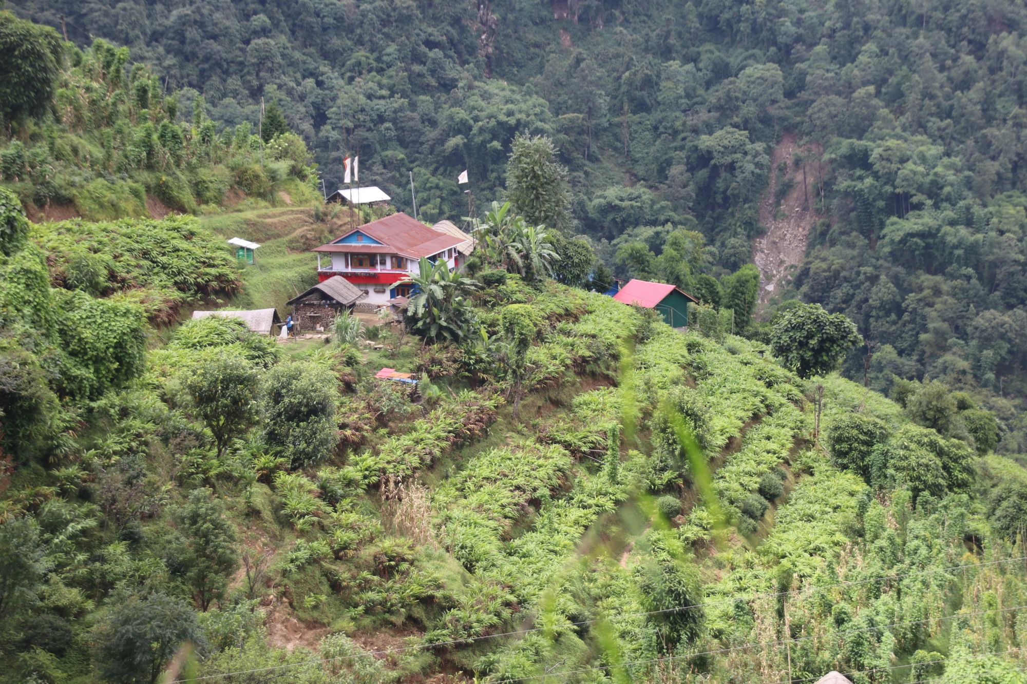 ‘हामीलाई पाल्ने र बचाउने नै अलैँची हो’   