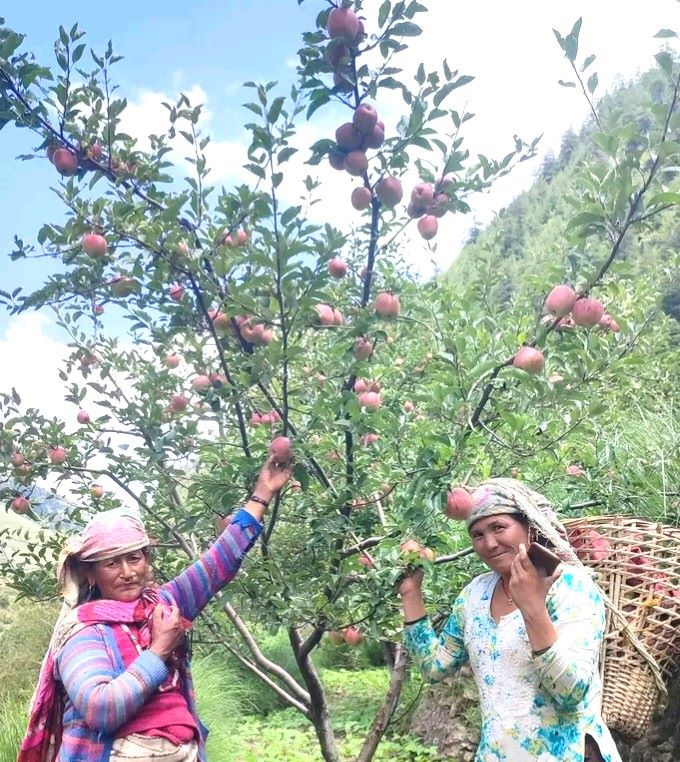 जुम्ली किसानलाई स्याउ टिप्न भ्याइनभ्याइ