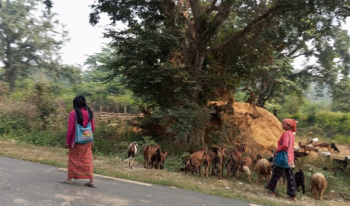राप्ती सोनारीका महिला बाख्रापालनतर्फ आकर्षित   